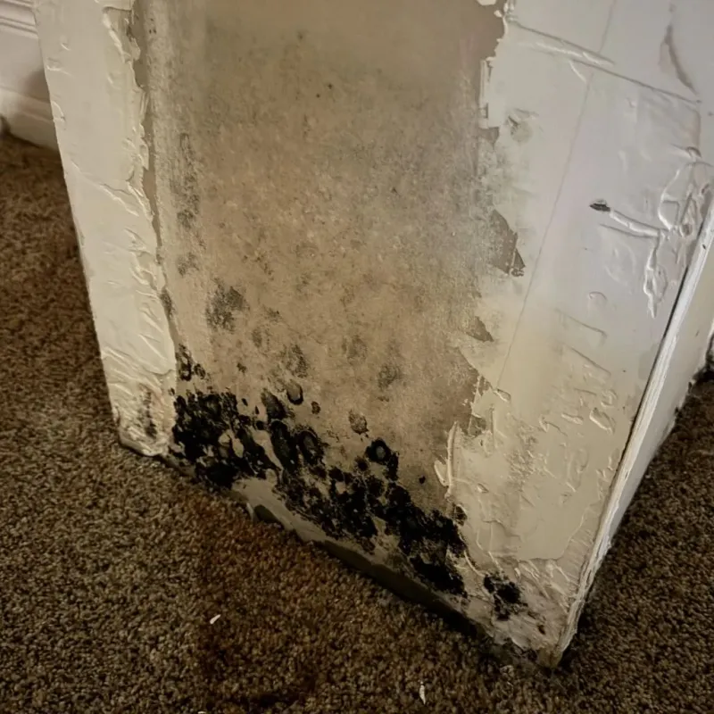 Professional Mold Removal in Girard, PA